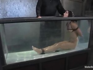 Honey gets suspended and dipped in the water tank