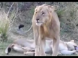 Lion sex